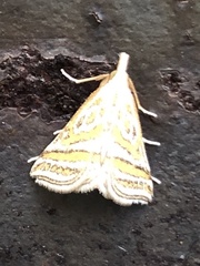 Leptosteges parthenialis