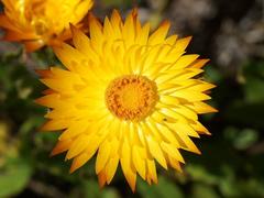 Xerochrysum subundulatum