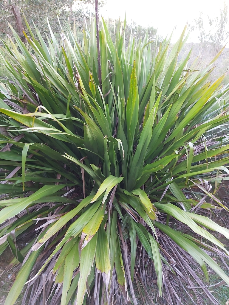 Doryanthes excelsa, Royal National Park NSW 2233, Australia