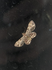 Gymnoscelis aenictopa
