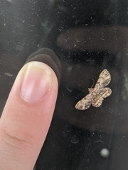 Gymnoscelis aenictopa