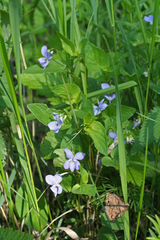 Viola nemoralis