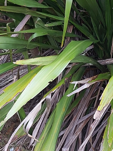 Doryanthes excelsa