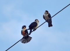 Microhierax fringillarius