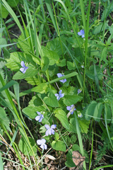 Viola nemoralis