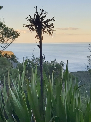 Doryanthes excelsa