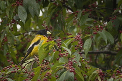 Coccothraustes abeillei