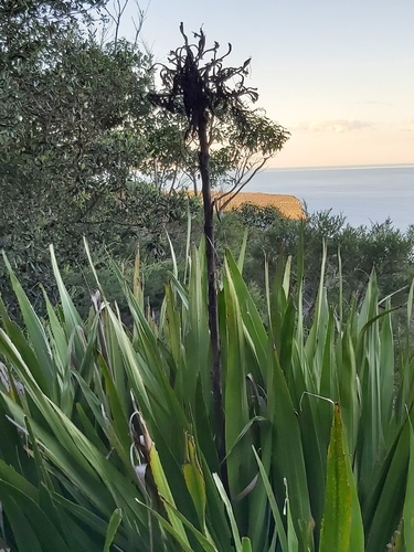 Doryanthes excelsa