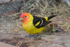 Piranga ludoviciana