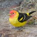 Western Tanager - Photo (c) Edna Valenzuela, some rights reserved (CC BY-NC-ND), uploaded by Edna Valenzuela