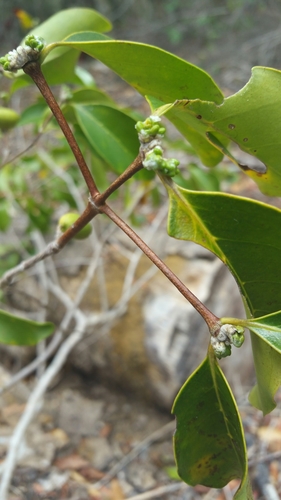 Coffea tsirananae