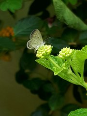 Zizula hylax pygmaea
