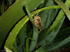 Schistocerca subspurcata