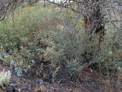 Chenopodium parabolicum