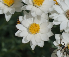 Rhodanthe anthemoides
