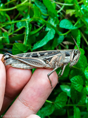 Schistocerca subspurcata