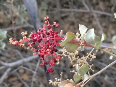 Chenopodium parabolicum