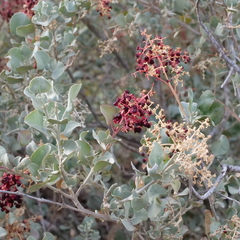 Chenopodium parabolicum