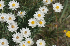 Rhodanthe anthemoides