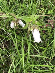 Campanula punctata punctata