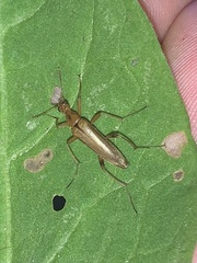 Cephaloon lepturides