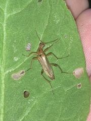 Cephaloon lepturides