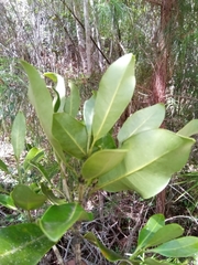 Coptosperma