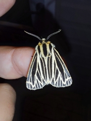 Apantesis virguncula