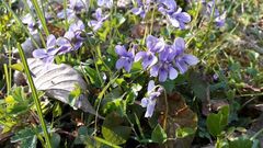 Viola reichenbachiana