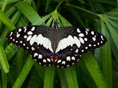 Papilio demoleus malayanus