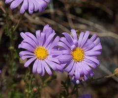 Brachyscome rigidula