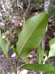 Coptosperma