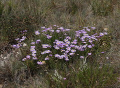 Brachyscome rigidula