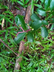 Chassalia acutiflora image