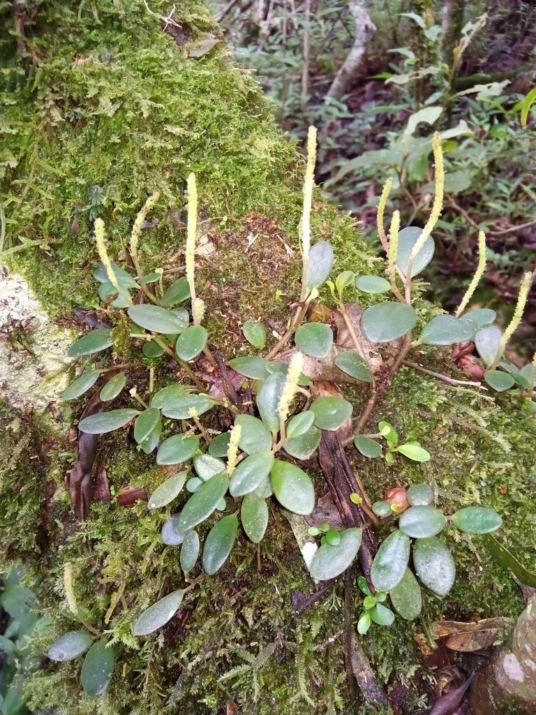 Peperomia trichophylla