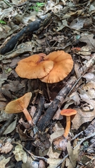 Lactarius subviscidus