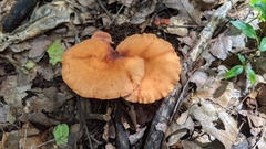 Lactarius subviscidus