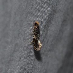 Monopis marginistrigella