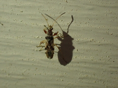 Pseudopachybrachius vinctus