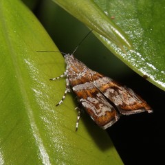 Choreutis periploca