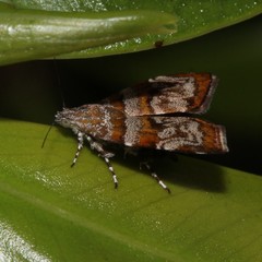 Choreutis periploca