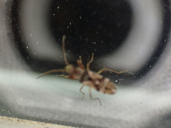 Pseudopachybrachius vinctus