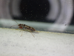 Pseudopachybrachius vinctus