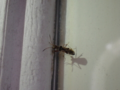 Pseudopachybrachius vinctus