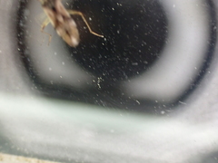 Pseudopachybrachius vinctus