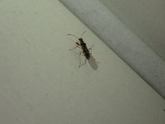 Pseudopachybrachius vinctus