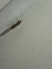 Pseudopachybrachius vinctus