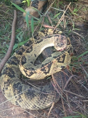 Crotalus culminatus