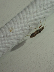 Pseudopachybrachius vinctus