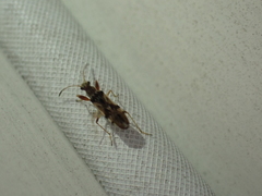 Pseudopachybrachius vinctus